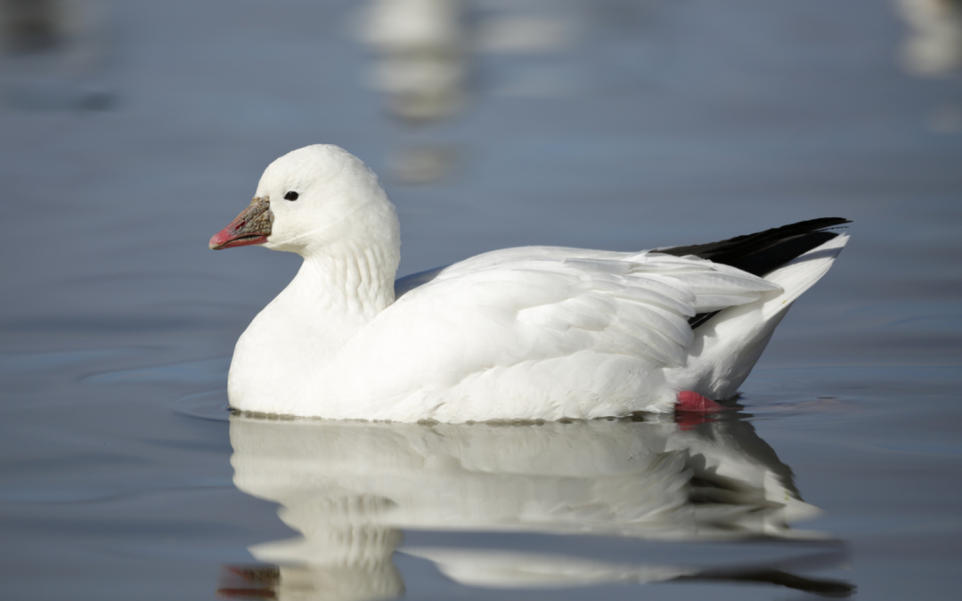 The Ultimate Waterfowl Hunting Adventure at Kaska Goose Lodge