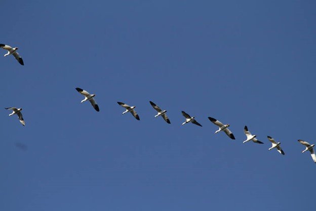 A Beginner’s Guide to Waterfowl Hunting Gear